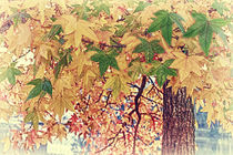 Autumn Leaves von mario-s