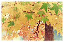 Autumn Leaves von mario-s