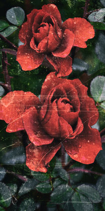 Herbst Rose - Autumn Rose  von Chris Berger