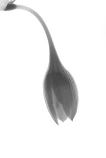 Eucharis flower by Alexander Kurlovich