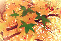 Autumn Colors von mario-s