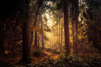 Mystischer Wald by Kai Jarchow