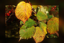 Brombeerblätter im Herbst von Sabine Radtke