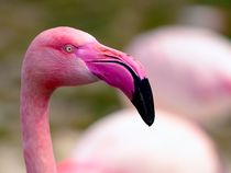 Flamingo von Michael Blahout