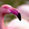 Flamingo-mbl0667
