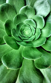 Aeonium succulent by Jon Briggs | dzynwrld