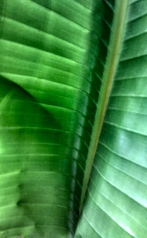 Palm Leaf #1 von Jon Briggs | dzynwrld