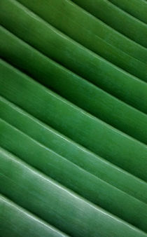 Palm Leaf #3 by Jon Briggs | dzynwrld