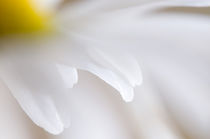 Ox-eye daisy flower macro  von Alexander Kurlovich