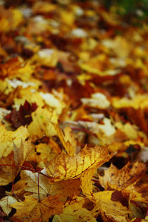 Goldener Herbst XI by meleah