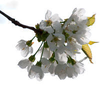 Apfelblüte High-Key von ysanne