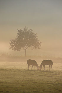 2 Pferde im Nebel by Bernhard Kaiser