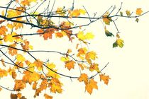 Herbstlaub am Baum von leddermann
