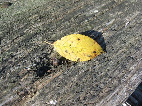 Herbstblatt-gelb