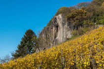 Herbstliche Weinberge am Fuße des Drachenfels by Frank Landsberg