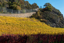 Herbstliche Weinberge am Fuße des Drachenfels von Frank Landsberg