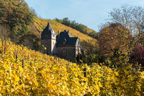 Herbstliche Weinberge am Fuße des Drachenfels by Frank Landsberg