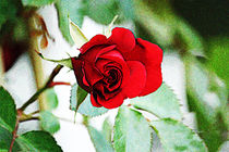 Rose I by Uwe Ruhrmann