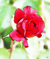 Rose III von Uwe Ruhrmann