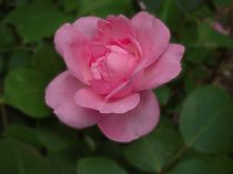 Rose Centennaire de Lourdes von Philipp Nickerl