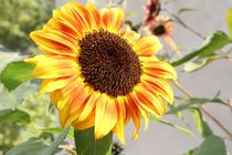 Bunte Sonnenblume von Philipp Nickerl