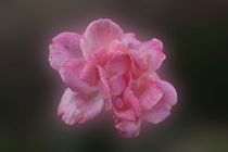Soft Pink Rose von Philipp Nickerl