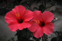Hibiscus in love by Philipp Nickerl