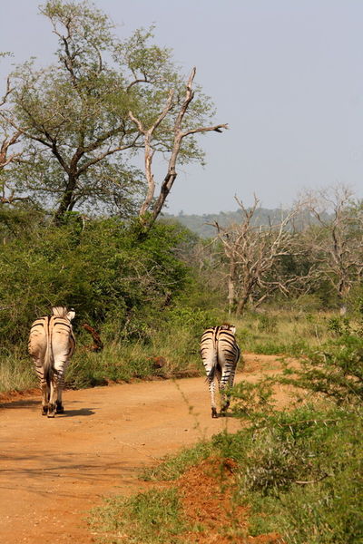 Safari-zebras-3