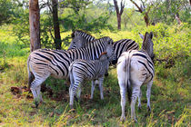 Gruppe Zebras in freier Wildnis Südafrikas  von Mellieha Zacharias