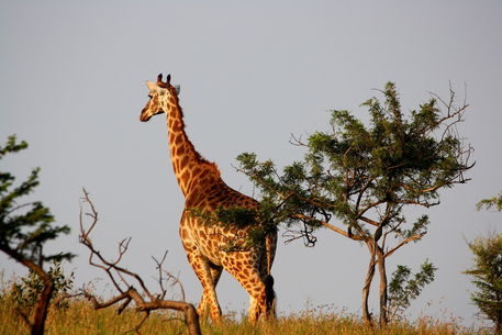 Giraffe-safari