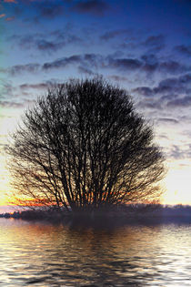 Der Baum am Wasser ? by Bernhard Kaiser