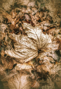 Fallen Sycamore Leaf by Graham Prentice