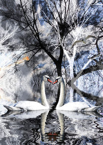 swan love - Schwanenliebe by Chris Berger