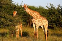 Giraffe Mutter und Kind im Safaripark Südafrika by Mellieha Zacharias