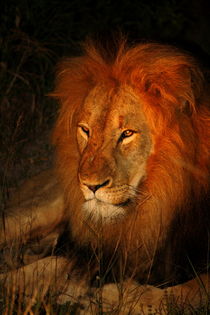 Löwe in freier Wildnis bei Nacht in Südafrika von Mellieha Zacharias