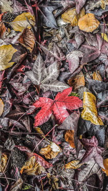 Autumn Leaves by Graham Prentice