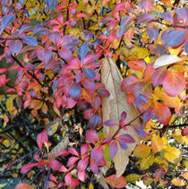 colorful autumn by feiermar