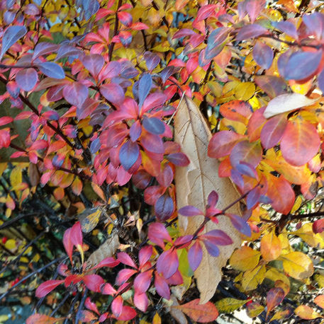 Colorful-autumn-bun
