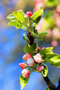 Apfelblüte VII von Uwe Ruhrmann
