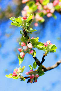 Apfelblüte VI von Uwe Ruhrmann