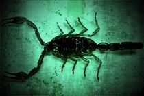 Scorpion on the wall by leddermann
