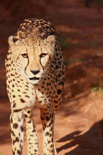 Wilder Gepard im Krüger Nationalpark by Mellieha Zacharias