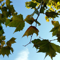 autumn leaves von feiermar