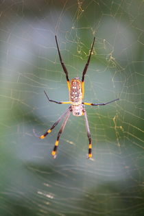 Silk spider Nephila - Seidenspinne von Mellieha Zacharias