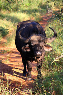 Wilder Büffel im Krüger Nationalpark, Südafrika von Mellieha Zacharias
