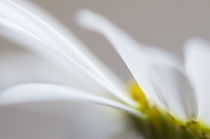 Ox-eye daisy flower macro by Alexander Kurlovich