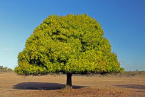 Mango Tree by Christian Hallweger