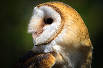 Barn owl by Christopher Smith