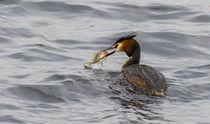 Great crested grebe by Christopher Smith