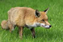 Red Fox von Christopher Smith